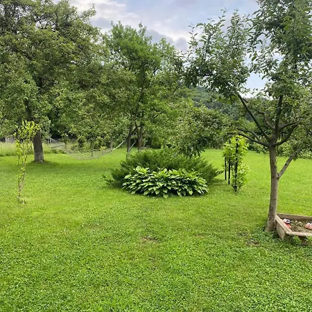 орхідея Sheshory