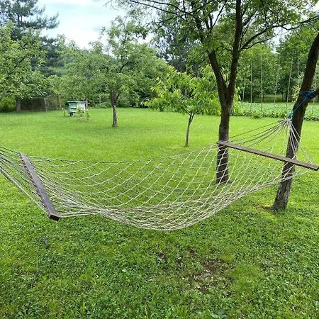 орхідея Lodge